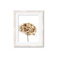 Picture of Dried Hydrangea _GroupedProduct_Rectangle_Portrait_Photography _GroupedProduct_Rectangle_Portrait_Framed_Matted_