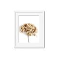 Picture of Dried Hydrangea _GroupedProduct_Rectangle_Portrait_Photography _GroupedProduct_Rectangle_Portrait_Framed_Matted_