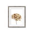 Picture of Dried Hydrangea _GroupedProduct_Rectangle_Portrait_Photography _GroupedProduct_Rectangle_Portrait_Framed_Matted_