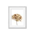Picture of Dried Hydrangea _GroupedProduct_Rectangle_Portrait_Photography _GroupedProduct_Rectangle_Portrait_Framed_Matted_
