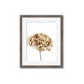 Picture of Dried Hydrangea _GroupedProduct_Rectangle_Portrait_Photography _GroupedProduct_Rectangle_Portrait_Framed_Matted_