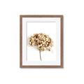 Picture of Dried Hydrangea _GroupedProduct_Rectangle_Portrait_Photography _GroupedProduct_Rectangle_Portrait_Framed_Matted_