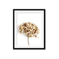 Picture of Dried Hydrangea _GroupedProduct_Rectangle_Portrait_Photography _GroupedProduct_Rectangle_Portrait_Framed_Matted_