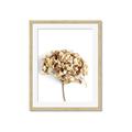 Picture of Dried Hydrangea _GroupedProduct_Rectangle_Portrait_Photography _GroupedProduct_Rectangle_Portrait_Framed_Matted_