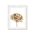 Picture of Dried Hydrangea _GroupedProduct_Rectangle_Portrait_Photography _GroupedProduct_Rectangle_Portrait_Framed_Matted_