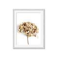 Picture of Dried Hydrangea _GroupedProduct_Rectangle_Portrait_Photography _GroupedProduct_Rectangle_Portrait_Framed_Matted_