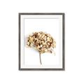 Picture of Dried Hydrangea _GroupedProduct_Rectangle_Portrait_Photography _GroupedProduct_Rectangle_Portrait_Framed_Matted_