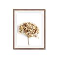 Picture of Dried Hydrangea _GroupedProduct_Rectangle_Portrait_Photography _GroupedProduct_Rectangle_Portrait_Framed_Matted_