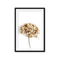 Picture of Dried Hydrangea _GroupedProduct_Rectangle_Portrait_Photography _GroupedProduct_Rectangle_Portrait_Framed_Matted_