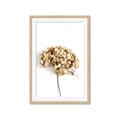 Picture of Dried Hydrangea _GroupedProduct_Rectangle_Portrait_Photography _GroupedProduct_Rectangle_Portrait_Framed_Matted_