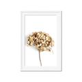 Picture of Dried Hydrangea _GroupedProduct_Rectangle_Portrait_Photography _GroupedProduct_Rectangle_Portrait_Framed_Matted_