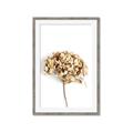 Picture of Dried Hydrangea _GroupedProduct_Rectangle_Portrait_Photography _GroupedProduct_Rectangle_Portrait_Framed_Matted_