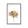 Picture of Dried Hydrangea _GroupedProduct_Rectangle_Portrait_Photography _GroupedProduct_Rectangle_Portrait_Framed_Matted_