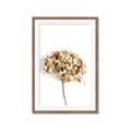 Picture of Dried Hydrangea _GroupedProduct_Rectangle_Portrait_Photography _GroupedProduct_Rectangle_Portrait_Framed_Matted_
