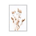 Picture of Dried Lilies  _GroupedProduct_Rectangle_Portrait_Photography _GroupedProduct_Rectangle_Portrait_Framed_Matted_