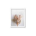 Picture of Soft Pink _GroupedProduct_Rectangle_Portrait_Photography _GroupedProduct_Rectangle_Portrait_Framed_Matted_