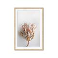 Picture of Soft Pink _GroupedProduct_Rectangle_Portrait_Photography _GroupedProduct_Rectangle_Portrait_Framed_Matted_