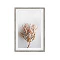 Picture of Soft Pink _GroupedProduct_Rectangle_Portrait_Photography _GroupedProduct_Rectangle_Portrait_Framed_Matted_