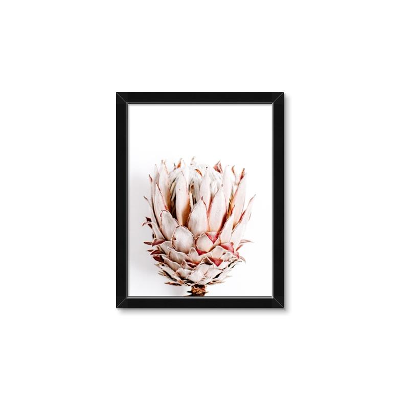 Picture of Soft Protea _GroupedProduct_Rectangle_Portrait_Photography _GroupedProduct_Rectangle_Portrait_Framed_Matted_