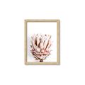 Picture of Soft Protea _GroupedProduct_Rectangle_Portrait_Photography _GroupedProduct_Rectangle_Portrait_Framed_Matted_