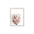 Picture of Soft Protea _GroupedProduct_Rectangle_Portrait_Photography _GroupedProduct_Rectangle_Portrait_Framed_Matted_