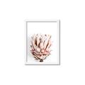 Picture of Soft Protea _GroupedProduct_Rectangle_Portrait_Photography _GroupedProduct_Rectangle_Portrait_Framed_Matted_