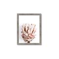Picture of Soft Protea _GroupedProduct_Rectangle_Portrait_Photography _GroupedProduct_Rectangle_Portrait_Framed_Matted_