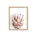 Picture of Soft Protea _GroupedProduct_Rectangle_Portrait_Photography _GroupedProduct_Rectangle_Portrait_Framed_Matted_