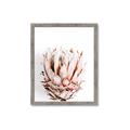 Picture of Soft Protea _GroupedProduct_Rectangle_Portrait_Photography _GroupedProduct_Rectangle_Portrait_Framed_Matted_