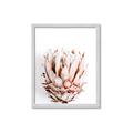 Picture of Soft Protea _GroupedProduct_Rectangle_Portrait_Photography _GroupedProduct_Rectangle_Portrait_Framed_Matted_