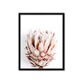 Picture of Soft Protea _GroupedProduct_Rectangle_Portrait_Photography _GroupedProduct_Rectangle_Portrait_Framed_Matted_