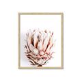 Picture of Soft Protea _GroupedProduct_Rectangle_Portrait_Photography _GroupedProduct_Rectangle_Portrait_Framed_Matted_