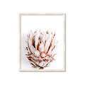 Picture of Soft Protea _GroupedProduct_Rectangle_Portrait_Photography _GroupedProduct_Rectangle_Portrait_Framed_Matted_