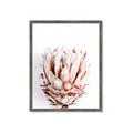 Picture of Soft Protea _GroupedProduct_Rectangle_Portrait_Photography _GroupedProduct_Rectangle_Portrait_Framed_Matted_