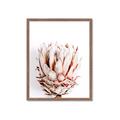 Picture of Soft Protea _GroupedProduct_Rectangle_Portrait_Photography _GroupedProduct_Rectangle_Portrait_Framed_Matted_