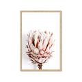 Picture of Soft Protea _GroupedProduct_Rectangle_Portrait_Photography _GroupedProduct_Rectangle_Portrait_Framed_Matted_