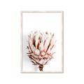 Picture of Soft Protea _GroupedProduct_Rectangle_Portrait_Photography _GroupedProduct_Rectangle_Portrait_Framed_Matted_