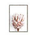 Picture of Soft Protea _GroupedProduct_Rectangle_Portrait_Photography _GroupedProduct_Rectangle_Portrait_Framed_Matted_