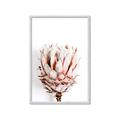 Picture of Soft Protea _GroupedProduct_Rectangle_Portrait_Photography _GroupedProduct_Rectangle_Portrait_Framed_Matted_