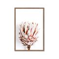 Picture of Soft Protea _GroupedProduct_Rectangle_Portrait_Photography _GroupedProduct_Rectangle_Portrait_Framed_Matted_