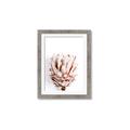 Picture of Soft Protea _GroupedProduct_Rectangle_Portrait_Photography _GroupedProduct_Rectangle_Portrait_Framed_Matted_