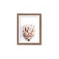 Picture of Soft Protea _GroupedProduct_Rectangle_Portrait_Photography _GroupedProduct_Rectangle_Portrait_Framed_Matted_