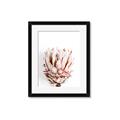 Picture of Soft Protea _GroupedProduct_Rectangle_Portrait_Photography _GroupedProduct_Rectangle_Portrait_Framed_Matted_