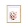 Picture of Soft Protea _GroupedProduct_Rectangle_Portrait_Photography _GroupedProduct_Rectangle_Portrait_Framed_Matted_