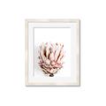 Picture of Soft Protea _GroupedProduct_Rectangle_Portrait_Photography _GroupedProduct_Rectangle_Portrait_Framed_Matted_