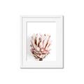 Picture of Soft Protea _GroupedProduct_Rectangle_Portrait_Photography _GroupedProduct_Rectangle_Portrait_Framed_Matted_