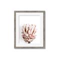 Picture of Soft Protea _GroupedProduct_Rectangle_Portrait_Photography _GroupedProduct_Rectangle_Portrait_Framed_Matted_