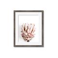 Picture of Soft Protea _GroupedProduct_Rectangle_Portrait_Photography _GroupedProduct_Rectangle_Portrait_Framed_Matted_
