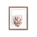 Picture of Soft Protea _GroupedProduct_Rectangle_Portrait_Photography _GroupedProduct_Rectangle_Portrait_Framed_Matted_