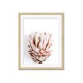 Picture of Soft Protea _GroupedProduct_Rectangle_Portrait_Photography _GroupedProduct_Rectangle_Portrait_Framed_Matted_